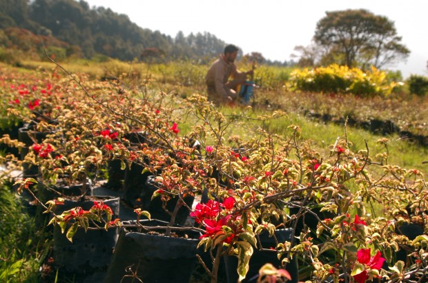 Jardín Botánico Carlos Lizcano. Foto de archivo