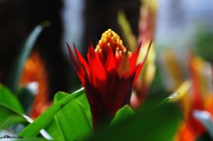 Imagen de una bromelia merideña